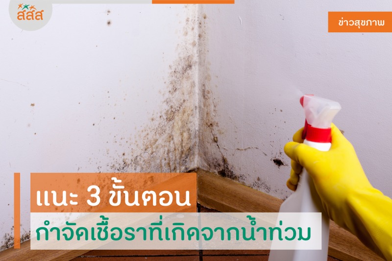 แนะ 3 ขั้นตอน กำจัดเชื้อราที่เกิดจากน้ำท่วม